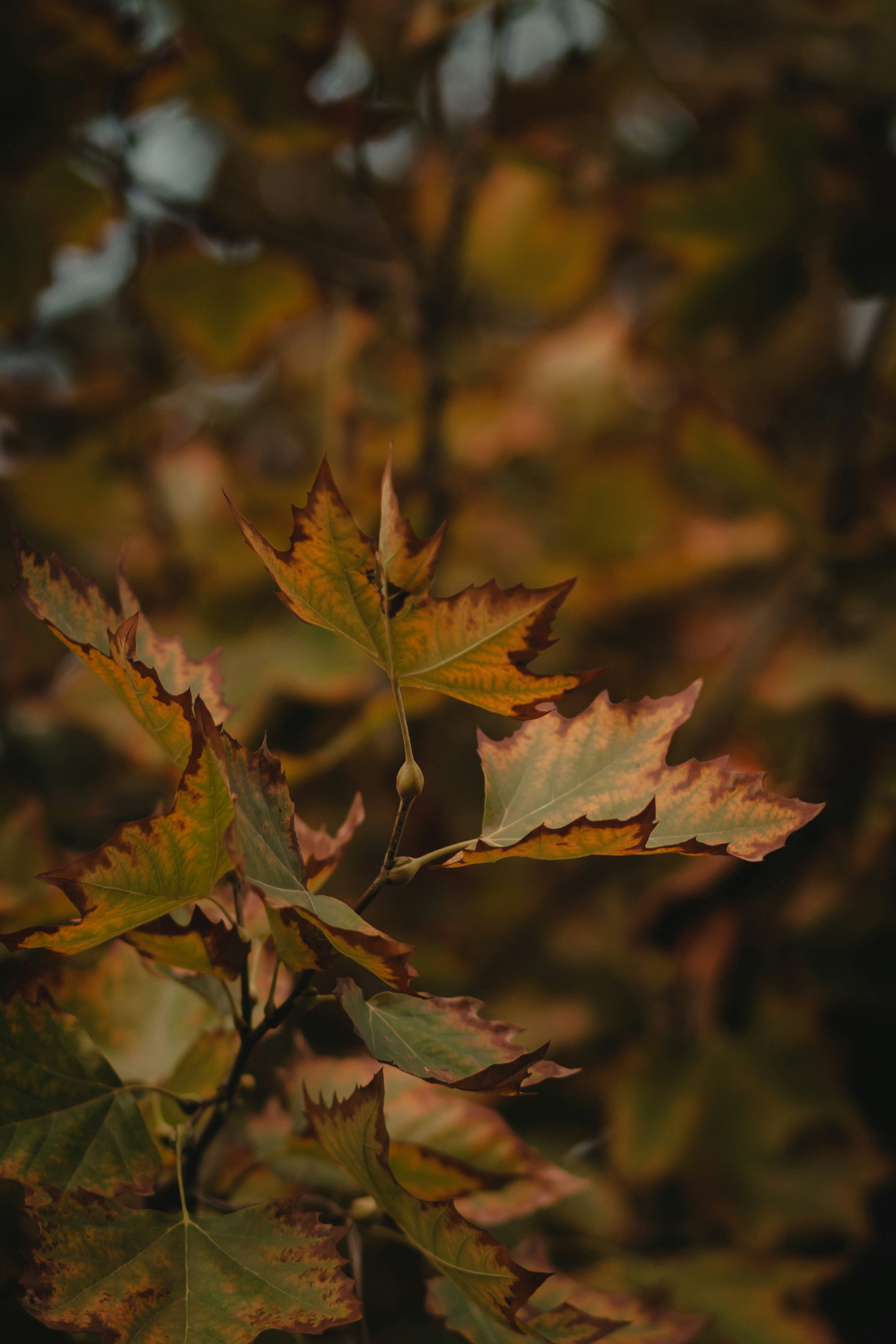 green-leafed plant during daytime